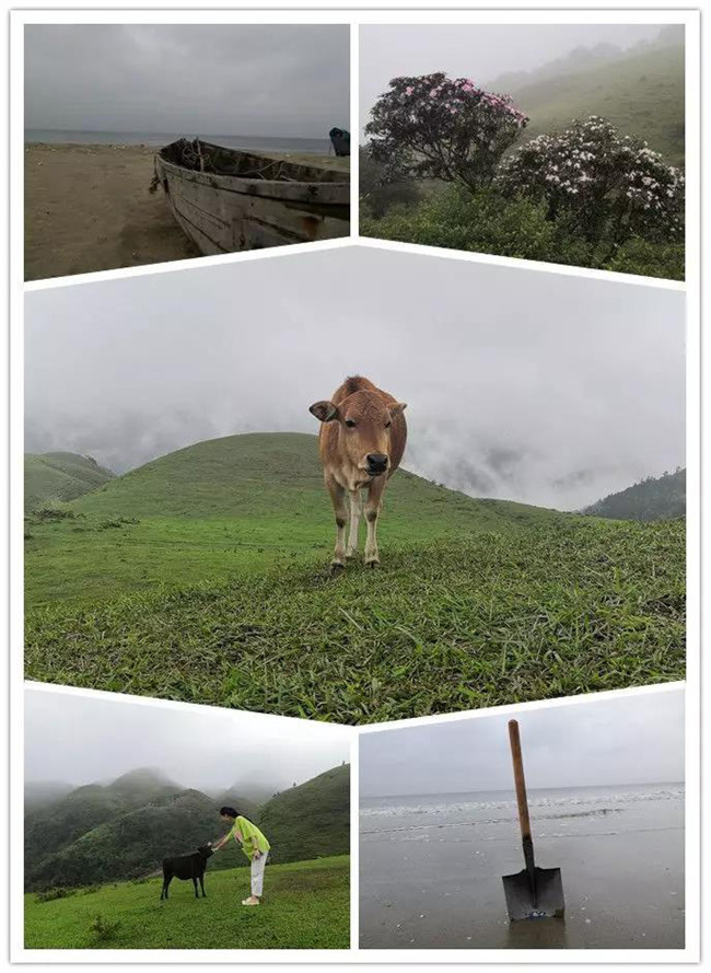 5月1日，陽西藍(lán)袍藍(lán)看海，陽春雞籠頂?shù)巧劫p高山杜鵑