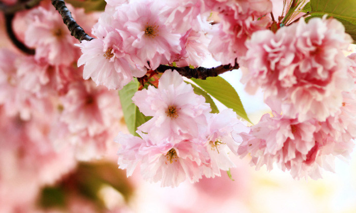 春暖花開(kāi)時(shí)節(jié)，2021年博皓“鷹之家”學(xué)習(xí)組織班委換屆盛典