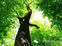 【博皓感悟】欲為大樹，莫與草爭