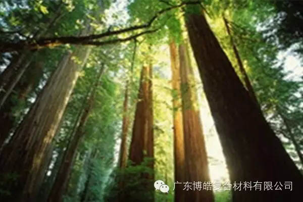 【博皓感悟】欲為大樹，莫與草爭(zhēng)-2