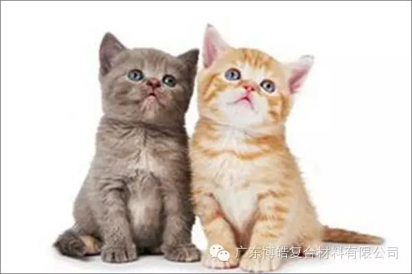 白貓黑貓，抓住老鼠就是好貓